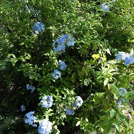 Jasmine * Kalami (Corfu)